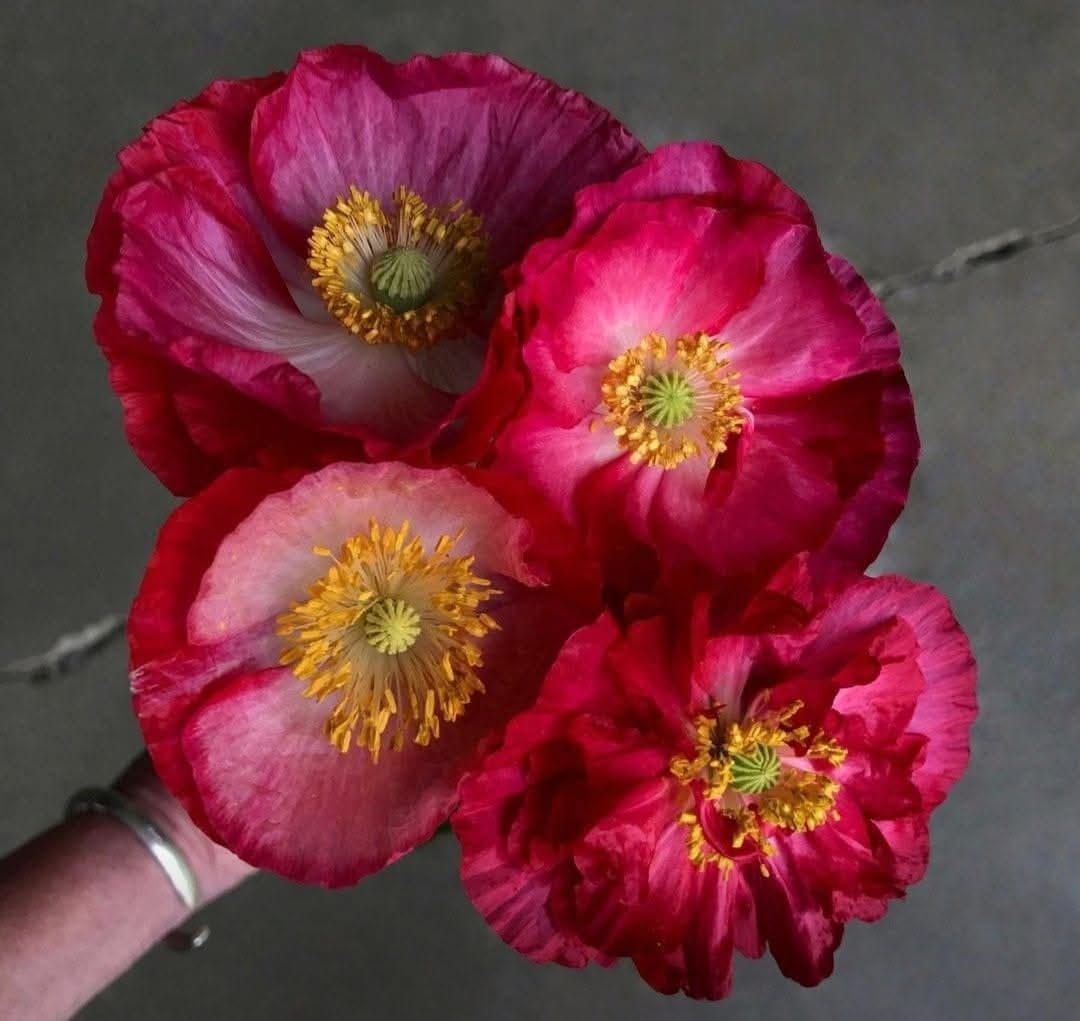 Flores y plantas artificiales 2